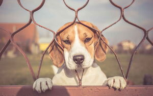 Ein Beagle (Hund) schaut durch einen Zaun durch. Er steht hinter dem Zaun, hat seine Pfoten auf die Zaunlatte gelegt. Er schaut ruhig und freundlich.